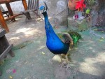 peacock in Masca